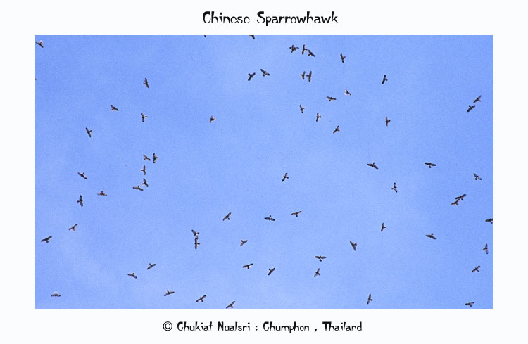 การท่องเที่ยวแห่งประเทศไทย (ททท.)  สำนักงานชุมพร ขอเชิญชวนนักท่องเที่ยว ร่วมกิจกรรม “เทศกาลเหยี่ยวอพยพ”